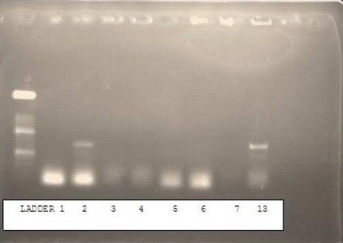 Agarose gel electrophoresis of PCR-ITS1 products. Lanes1and6: L.major, lanes2, 3, 4, 5 and 13: crithidia fasciculata, lane7: no PCR product.