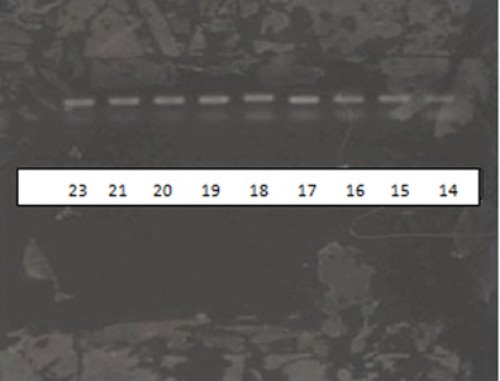 Agarose gel electrophoresis of PCR-ITS1 products. Lanes14, 15, 16, and 17: Unnamed Leishmania,<strong> </strong>lanes 18, 19, 20, 21, and 23: L.major.