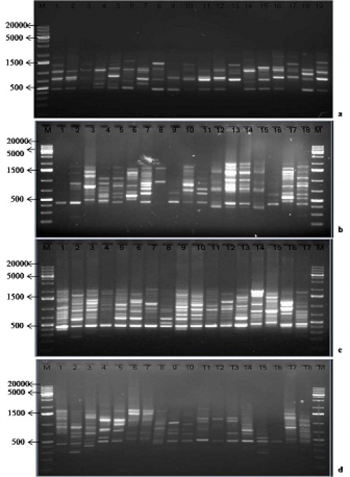 RAPD profile of <em>Cx. quinquefasciatus </em>larval populations from<em> a. </em>Cement tanks<em> </em>b. Plastics c. Pond d. Waste water microhabitats using primer OPM04. 1-19: samples; M- 1 kb Plus DNA ladder (Fermentas)