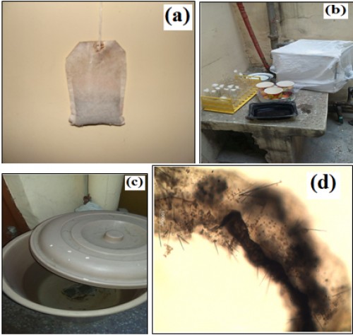 <em>Ae. aegypti</em> control with infusion bag formulation of <em>Chilodonella uncinata</em> in domestic water-storage container in Delhi. (a) Infusion bag (b) Black plastic tray used as ovitrap for wild mosquitoes (c) Plastic (Experimental) domestic water-storage tub (d) Photomicrograph of infected and dead fourth instar <em>Ae. aegypti</em> larva in magnification 100x, arrow to show degenerating gut.