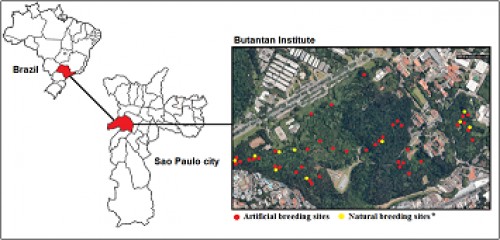 Location of study area and sampling sites in the Butantan Institute, Sao Paulo Brazil. *Natural breeding sites: temporary ground water and phytotelmata bromeliads
