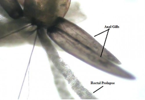 Rectal prolapse and pigmented anal gills in treated larvae