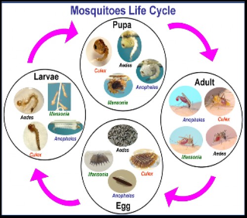 The vector mosquitoes of vector borne disease transmission in the world