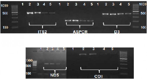Gel images of the amplified PCR products for different nuclear and mitochondrial loci of <em>An. baimaii</em> DNA extracted using boiling method (lanes 2 & 3 fresh DNA, lanes 4 & 5 DNA stored for 30 months.