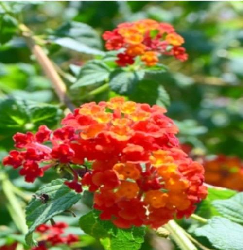 <em>L. camara</em> with orange flower