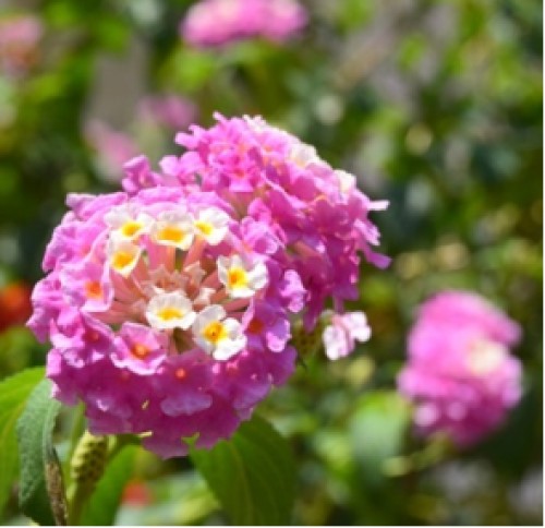 <em>L. camara</em> with pink flower