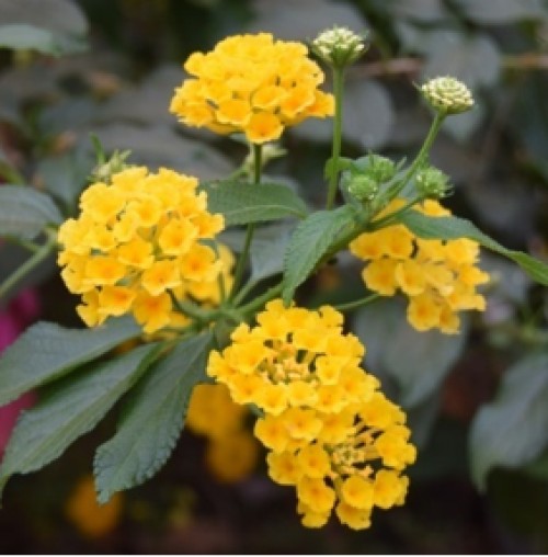 <em>L. camara</em> with yellow flower