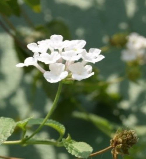 <em>L. camara</em>-plant with white flower