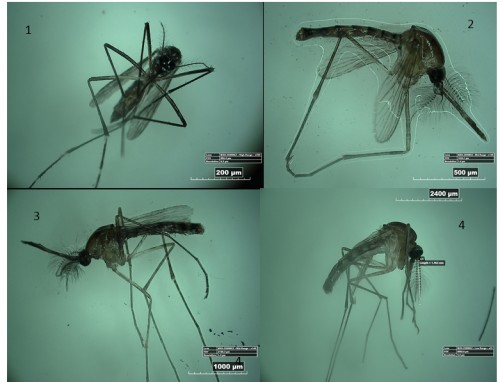 Aedes sp, observed using Digital Stereomicroscope hirox KH8700. (Note: 1 = Bolaang Mongondow, 2 = Bitung, 3 = Kotamobagu, 4 = Sanger)