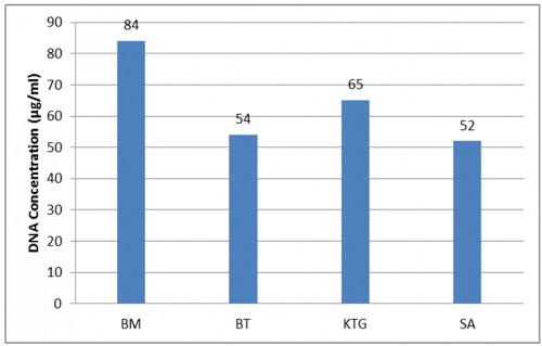 The concentration of DNA extracted using mosquito thorax tissue (BM = Bolaang Mongondowm; BT = Bitung; KTG = Kotamobagu and SA = Sanger)