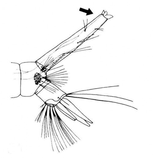 Siphon of <em>Culex pipiens pipiens</em>