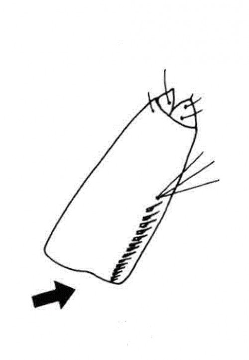 Siphon of <em>Aedes aegypti</em>