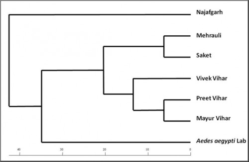 Phylogenetic tree representing Field populations of <em>Aedes aegypti</em>