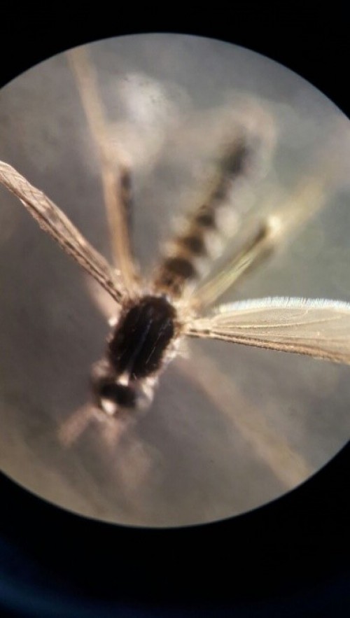 C) Identification of adult mosquito morphology from cephal.