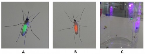 <em>Culex</em> mosquito marked/labelled with fluorescent dyes through adult diet. (A) Marked with Fluorescein producing green fluorescent colour (B) Marked with Rhodamin dye producing red colour after illuminating with blue-black light. (C) Marked mosquitoes tested in bottle assay.