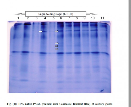 15% native-PAGE (Stained with Coomassie Brilliant Blue) of salivary glands protein of <em>Culex pipiens </em>male and female at different times of feeding. L1: 3 h post-sugar-feeding male, L2: 3 h post-sugar-feeding female, L3: 12 h post-sugar-feeding male, L4: 12 h post-sugar-feeding female, L5: 24 h post-sugar-feeding male, L6: 24 h post-sugar-feeding female, L7: 48 h post-sugar-feeding male, L8: 48 h post-sugar-feeding female, L9: 72 h post-sugar-feeding male, L10: 72 h post-sugar-feeding female and L11: Starved male.