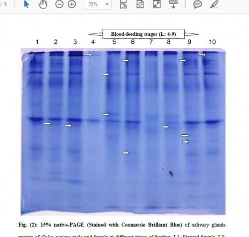 15% native-PAGE (Stained with Coomassie Brilliant Blue) of salivary glands protein of <em>Culex pipiens </em>male and female at different times of feeding. L1: Starved female, L2: un-fed male, L3: un-fed female, L4: Skin exploring female, L5: 3 h post-blood-feeding female, L6: 12 h post-blood-feeding female, L7: 24 h post-blood-feeding female, L8: 48 h post-blood-feeding female, L9: 72 h post-blood-feeding female and L10: post-oviposition female.