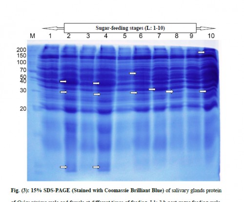 15% SDS-PAGE (Stained with Coomassie Brilliant Blue) of salivary glands protein of <em>Culex pipiens </em>male and female at different times of feeding. L1: 3 h post-sugar-feeding male, L2: 3 h post-sugar-feeding female, L3: 12 h post-sugar-feeding male, L4:12 h post-sugar-feeding female, L5: 24 h post-sugar-feeding male, L6: 24 h post-sugar-feeding female, L7: 48 h post-sugar-feeding male, L8: 48 h post-sugar-feeding female, L9: 72 h post-sugar-feeding male, L10: 72 h post-sugar-feeding female and lane M: Size of molecular weight marker is indicated on the left.