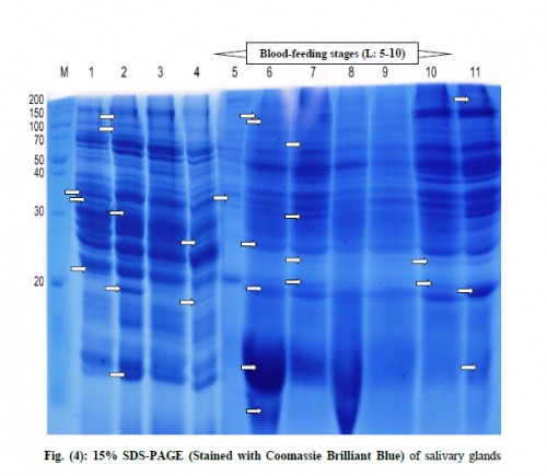 15% SDS-PAGE (Stained with Coomassie Brilliant Blue) of salivary glands protein of <em>Culex pipiens </em>male and female at different times of feeding. L1: Starved male, L2: Starved female, L3: un-fed male, L4: un-fed female, L5: Skin exploring female, L6: 3 h post-blood-feeding female, L7: 12 h post-blood-feeding female, L8: 24 h post-blood-feeding female, L9: 48 h post-blood-feeding female, L10: 72 h post-blood-feeding, L11: post-oviposition female and lane M<strong>: </strong>Size of molecular weight marker is indicated on the left.