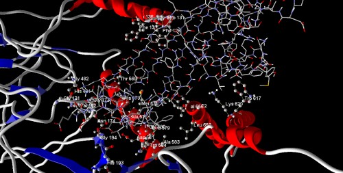 Docking models of DEN:WSP-B. Interaction of amino acid molecules present in active site of DEN showing in ball and stick model make H-bond interaction with WSP-A. WSP-B show in stick model present at active site after docking with DEN
