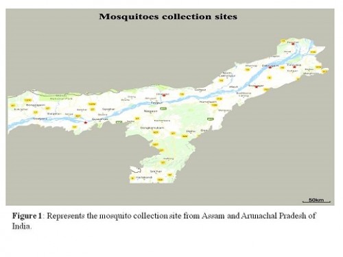 Represents the mosquito collection site from Assam and Arunachal Pradesh of India.