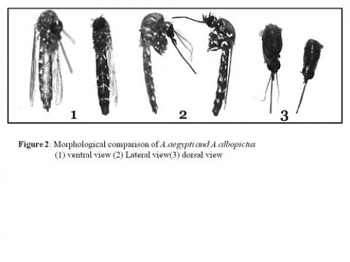 Represents the morphological comparison of <em>A. aegypti</em> and <em>A. albopictus</em> (1) ventral view (2) Lateral view (3) dorsal view