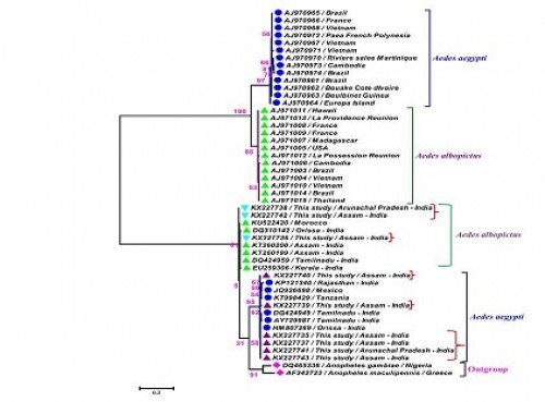 Explains about the phylogenetic tree of sequences from mosquito species from Assam and Arunachal Pradesh (highlighted by red curly bracket) in this study and sequences downloaded from databases using MEGA6 and K2P model.