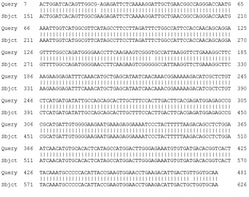 Identities between DEN-3 from Sabya and DEN-3 of India (gb|KF954949.1) Dengue virus 3 isolates 13GDZDVS30E, complete genomeLength=10677 Score = 861 bits (466), Expect = 0.0, Identi-ties = 473/476 (99%), Gaps = 1/476 (0%, Strand=Plus/Plus