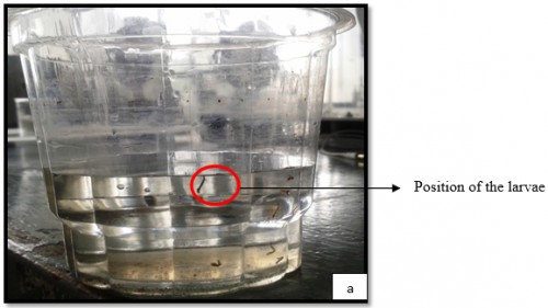 Position of <em>Aedes</em> larvae (making an angle to the water surface)