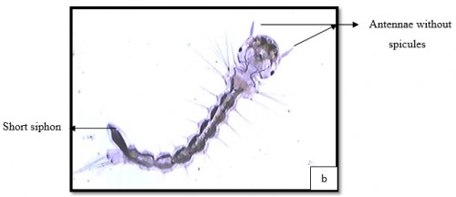 Short siphon and antennae without spicules (4x)