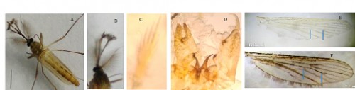 A<strong>-</strong>The adult male of <em>Lutzia tigripes </em>: B<strong>-</strong>Latreral view of mouth parts showing slightly curved downward proboscis, C<strong>-</strong>the mouth part focusing on palp, D<strong>-</strong>Dorsal female genital view, E<strong>-</strong>Wings which has cross vein r m at nearly same level as base of M<sub>3+4</sub> (arrowed) as compare to the wings of F<strong>-</strong> <em>Culex </em>species. Bar represents 0.5 mm