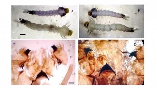 The larval mentum and pre mandible of the <em>Armigeres obturbans </em>(A) and <em>Armigeres aureolineatus </em>(B). Bar represents 1 mm.