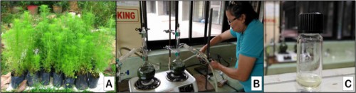 A<em>. Scoparia</em> seedlings<em>:</em> (B) Steam Distillation set-up, and (C) Essential Oil