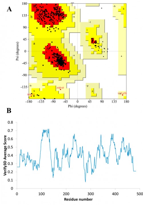 Validation results for the modeled protein A) The Ramachandran plot and B) The Verify3D plot