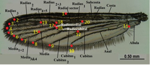 The 20 landmarks created from TpsDig2 software from a labelled generalized mosquito wing, image courtesy of WRBU Mosquito Identification software, WRBU.