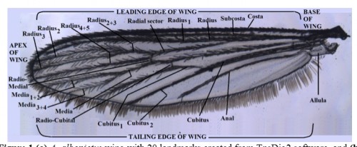 <strong>(b)</strong> labelled generalized mosquito wing showing veins and wing regions
