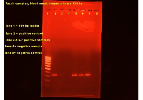 A typical example of a gel with positive samples for the human blood in <em>A. dthali</em>