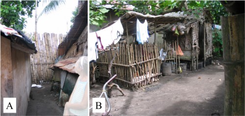 Bamboo housing in the Philippines. A: Bamboo windbreak. B: Bamboo livestock enclosure
