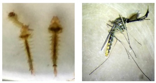 <em>Lutzia tigripes </em>larvae capturing the <em>Culex </em>larva (left) and adult male (right)