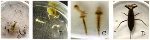 The predacious immature insects used in the present study (Odonata-A, Hemiprtera –B and <em>Lutzia tigripes</em> mosquito predating on the <em>Culex</em> larva-C). <em>Laccotrephes ruber </em>predates on the Hemipteran and Odonata nymphs (D) neutralizing the ill effect of the pathogens.