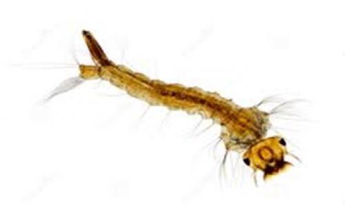 Normal fourth larval instar