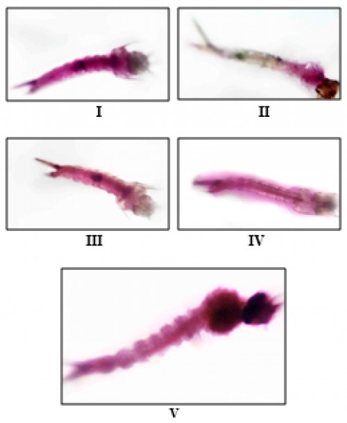 Treated larvae with rhodamine B