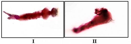 Treated larvae with phloxine B