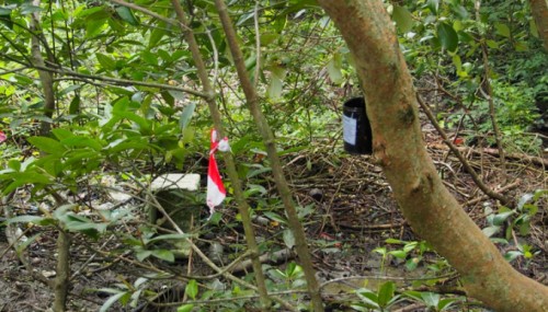 Ovitrap deployed in mangrove forest in Sungai Burung, Balik Pulau
