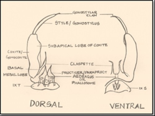 Diagrammatic representation of male hypopygium revealing minor details