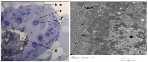Transverse section (a) (400X) and electron micrograph (b) (4000X) in the midgut of 3<sup>rd</sup> larval instar of <em>Culex pipiens </em>treated with <em>Eucalyptus regnans</em>.( e.c.= epithelial cell. g.l.= gut lumen. n= nucleus. b. m. = basement membrane. L= lipids, f.p.m = folded plasma membrane