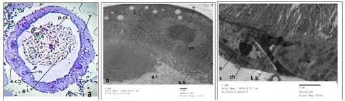 Transverse section (a ) (400X) and electron micrograph (b & c ) (1000X &3000X) in the midgut of treated 3rd larval instar of <em>Culex pipiens </em>treated with <em>Piper nigrum</em>.( e.c.= epithelial cell. g.l.= gut lumen. n= nucleus. b.b.= brush border, ch= chromatin. p.m.=peritrophic membrane.