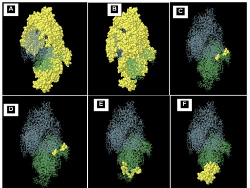 2D view of conformational epitopes on four chains (A to D) of APN 1 protein. The epitopes showed by yellow surface, and the bulk of the grey and green sticks represents chain A and chain B, respectively of APN1 protein. E and F represent the surface Accessibility of VDERYRL and VQYSTDT, B cell epitopes respectively on B chain.