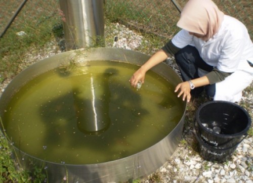 Micronectidae habitat in evaporation tank