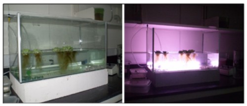 Growth pattern of 64 Micronectidae<em> </em>in laboratory aquarium